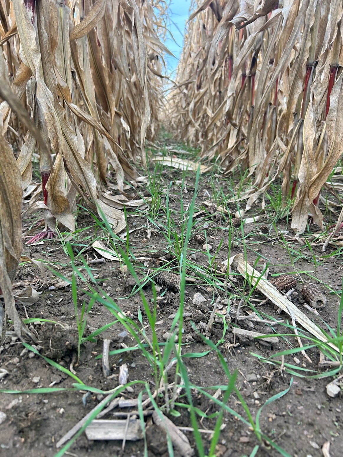 Cover crops growing in between a row of corn.